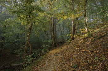 Туманное утро в осеннем лесу / Горячий Ключ, октябрь, утро.