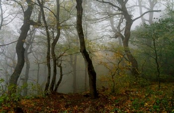 В осеннем лесу..... / Железноводск. Октябрь