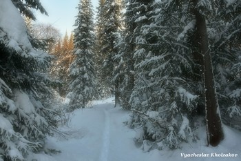 Морозный лес / Сибирь. Таштагольский район, Кузбасс, мороз - 42*
26 декабря 2020 года.