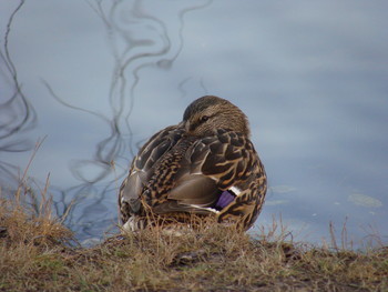 &nbsp; / Уточка