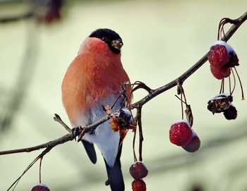 Как бы не подавиться... / Снегирь