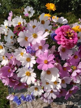 Краски лета / Прелестный букет садовых цветочков