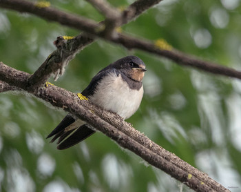 &nbsp; / Деревенская ласточка, или Касатка (Hirundo rustica). Слёток