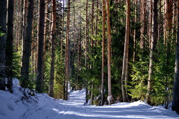 Прогулка по зимнему лесу / Зима...