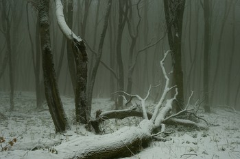 Зимний лес / Туманное утро