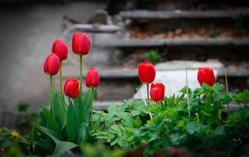 Тюльпаны / Цветы возрождения...
