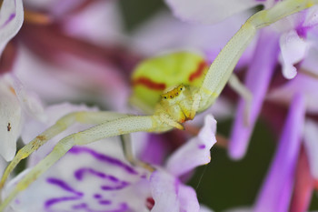 Обнимашки :) / паук затаился в цветах :)