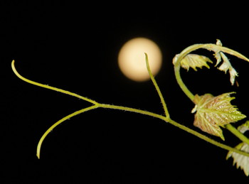 Лунная композиция / Виноградная веточка на фоне полной луны