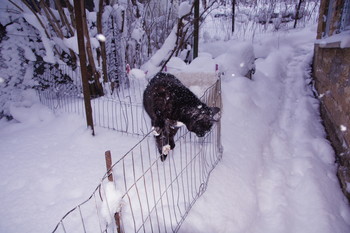Босиком,по снегу?!Не-а!!! / Даша была самой умной,интересной,самоотверженной кошкой...Но ходить по снегу?!-это выше её сил!!!
