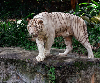 Белый тигр / Белый тигр — особь бенгальского тигра с врождённой мутацией (Сингапур)