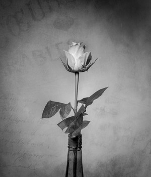 &nbsp; / Black and white shot of a single stem rose in a bottle.