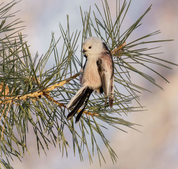 ополовник / Длиннохво́стая сини́ца — одна из мелких певчих птиц отряда воробьинообразных.