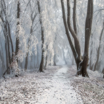 &nbsp; / Кабардино-Балкария, пригород г.Нальчика, лесной массив Кизиловка