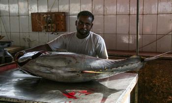 На всех хватит / Рыбный рынок
[img]https://i.imgur.com/fzUcPSU.jpg[/img]