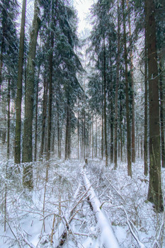 Лес / После снегопада