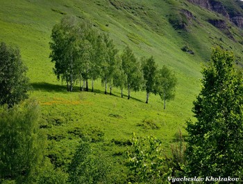 Берёзки / ***