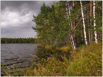 Ветер с юга дул... / Перед грозой на лесных озёрах. Ленинградская область.