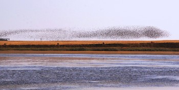 Птицы над полем / За озером стаи птиц в поисках просыпанного зерна собираются над свежеубранным полем