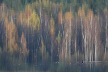 осенняя палитра / отражения осеннего леса в озерной воде