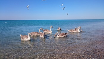 Лебеди на море / Молодой выводок лебедей на море.Через неширокую прибрежную полосу пресное озеро,где они постоянно обитают в камышах.Белую окраску обретут после линьки.