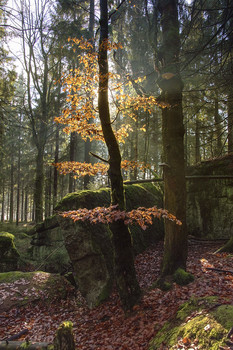 Красавица . / Красавица,солнце ,дерево,осень