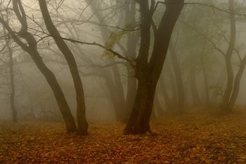 Туманное утро / Осенний лес