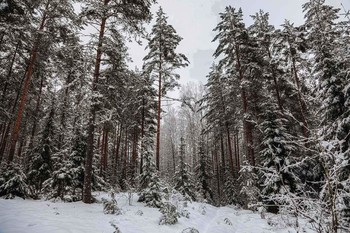 Снежная тайна / Зима пришла