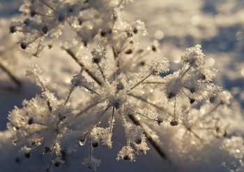 Снежная тайна / Зимние цветы