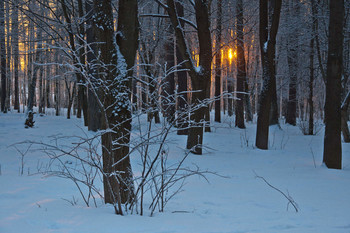 Снежная тайна / лесок возле дома