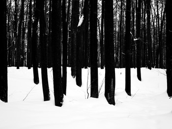 лес / зима