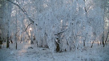 Снежная тайна / зимний лес на закате дня