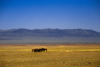Пейзаж юго-восточного Казахстана / Казахская степь, горная цепь Тянь-Шаня, вольные лошади. А за горами Китай