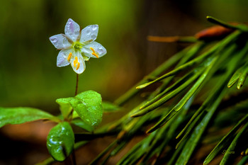 Цветочек. / Маленький цветок растёт в лесу.