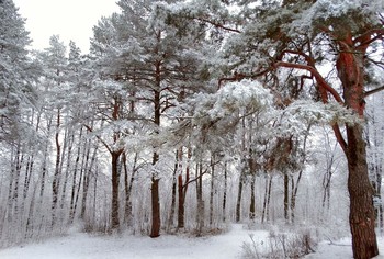 Зимние наряды / Зимние наряды деревьев
