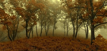 fairy forest / Горный туман.