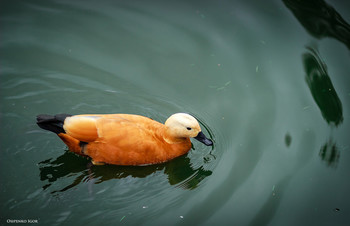 Огарь / Огарь