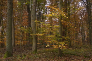 По осени .. / Осенний лесной пейзаж . Зарисовка .