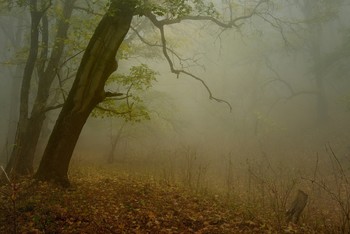 Туманное утро / Осенний лес