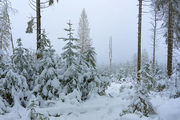 Зимняя вилка. / Зимняя вилка,лес,снег,зима,туман