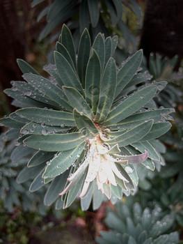 &nbsp; / Eine Pflanze wird menschlich