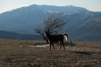 Жеребенок на пейзаже. / Крым