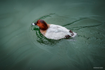 Красноголовый нырок / Красноголовый нырок