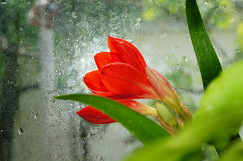 Амариллис гибридный (гиппеаструм) / Луковичные,листья цветка линейные,на высоких цветоносах возвышаются крупные цветки различных окрасок.Требуют много тепла и света. На окнах,обращённых на Север,не цветут.