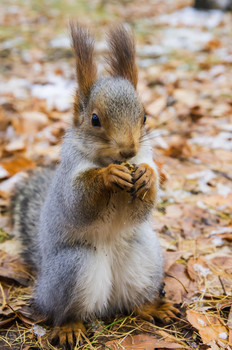 Squirrel / Омская белочка