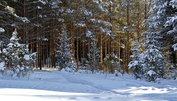 Тропинка, уходящая в лес... / Солнечный день в лесу...