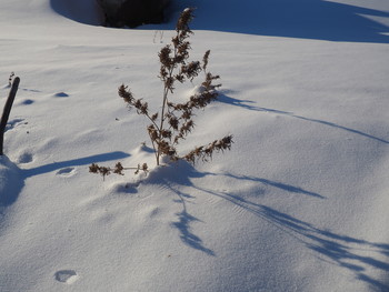 зимний кустик / январский день