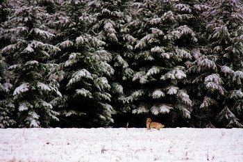 Зима и собака / Белые луга