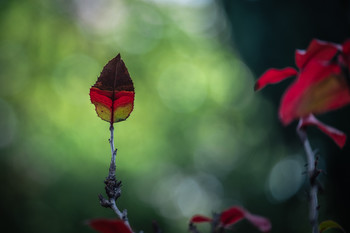  / Ultimas hojas del jardín.