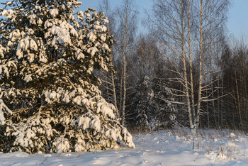 Зима в лесу / Прогулка по зимнему лесу