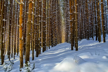 Стройными рядами... / Зимний лес